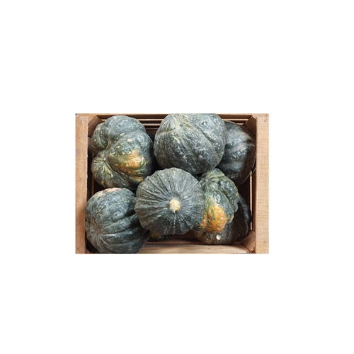 zapallos ingles 2.jpg